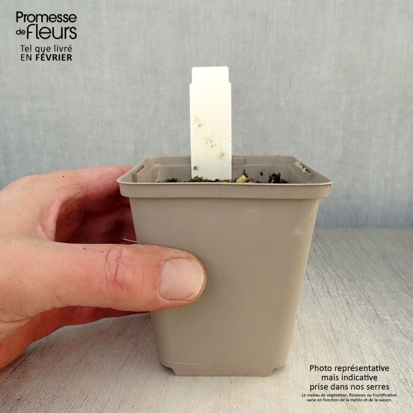 Spécimen de Hémérocalle Grape Velvet - Lis d'un jour Godet de 8/9 cm tel que livré en hiver