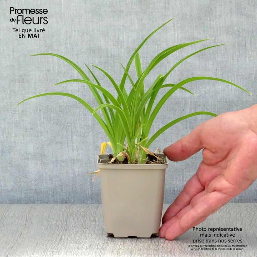 Spécimen de Hémérocalle Green Flutter - Lis d'un Jour blanc verdâtre Godet de 9cm tel que livré au printemps