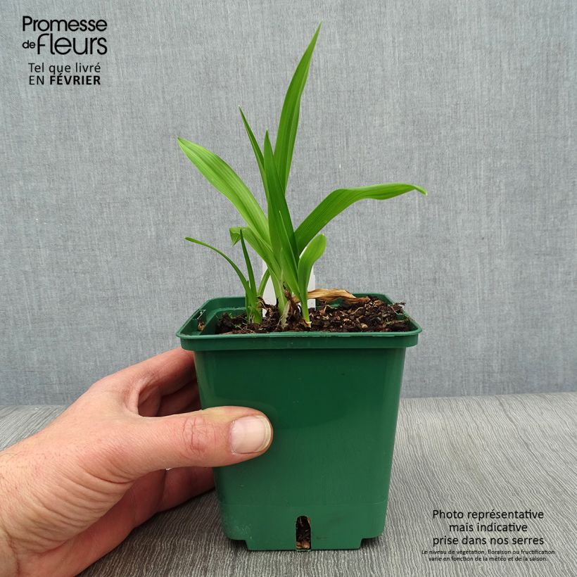 Spécimen de Hemerocalle Indian Giver - Lis d'un jour violet liseré lavande - pot de 1L/1.5L tel que livré en hiver