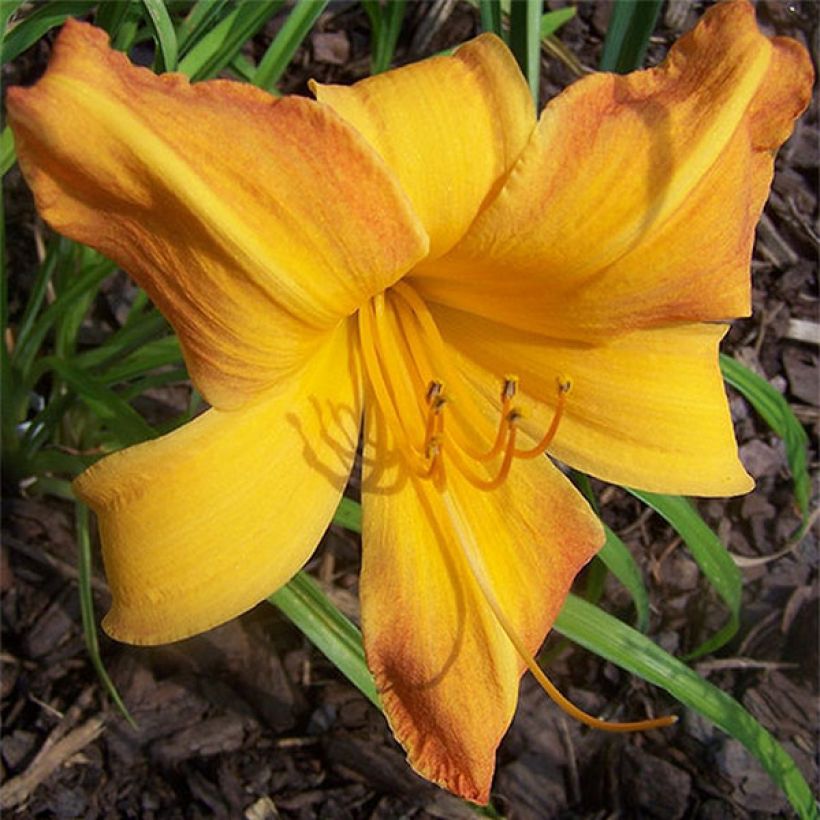 Hémérocalle Invictus - Lis d'un Jour orange clair lavé d'orange foncé. (Floraison)