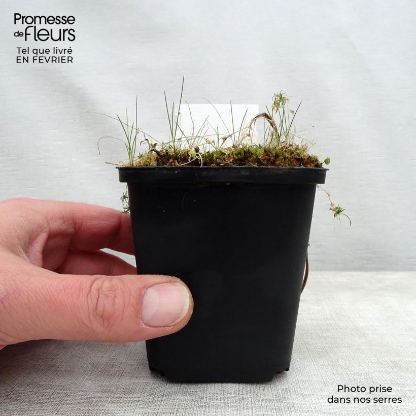 Spécimen de Hémérocalle Jannick's Choice - Lis d'un jour jaune-vert Godet de 9cm tel que livré en hiver