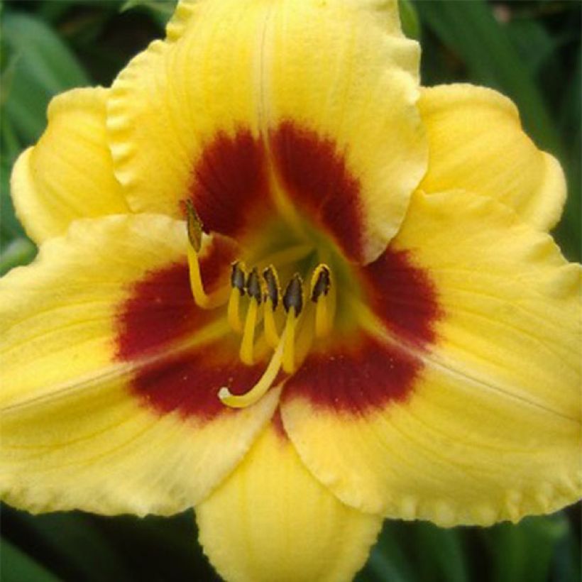 Hémérocalle Little Cadet - Lis d'un Jour jaune, coeur brique. (Floraison)