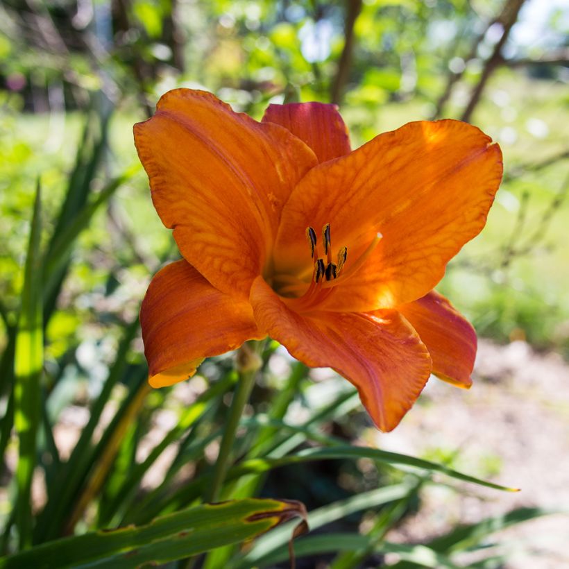Hémérocalle Mauna Loa - Lis d'un jour orange (Floraison)