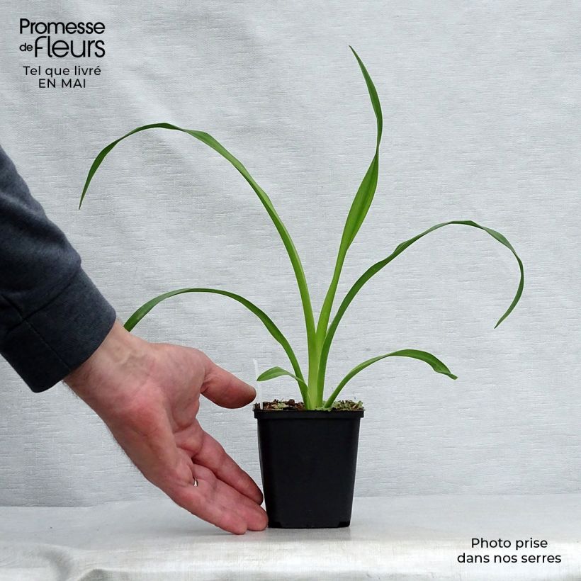 Spécimen de Hémérocalle Mini Pearl - Lis d'un jour abricot rosé Godet de 9cm tel que livré au printemps