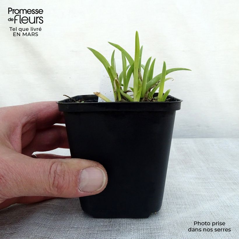 Spécimen de Hemerocalle Mini Stella - Lis d'un jour jaune vif Godet de 9cm tel que livré au printemps