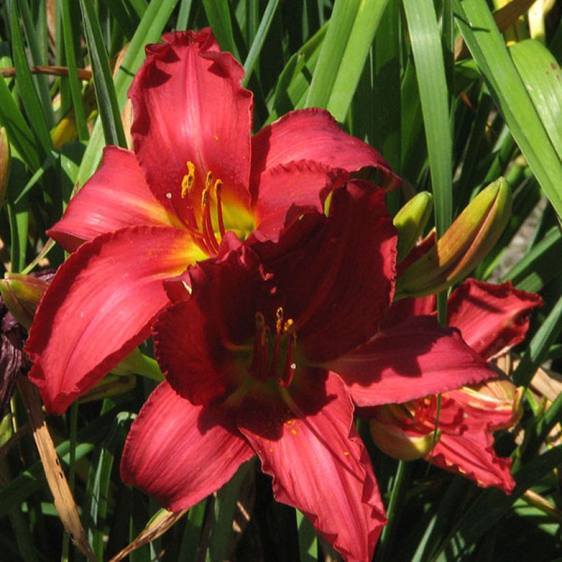 Hémérocalle New Note - Lis d'un jour rouge framboise bleuté (Floraison)