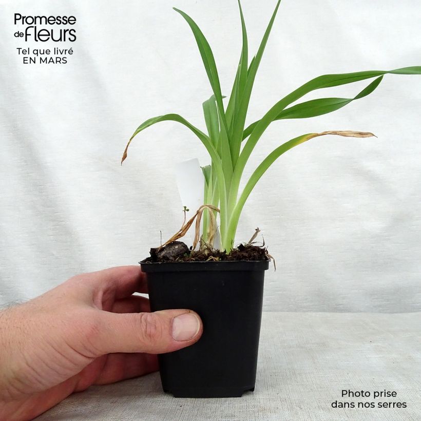 Spécimen de Hémérocalle Night Embers - Lis d'un Jour Pot de 1L/1,5L tel que livré au printemps