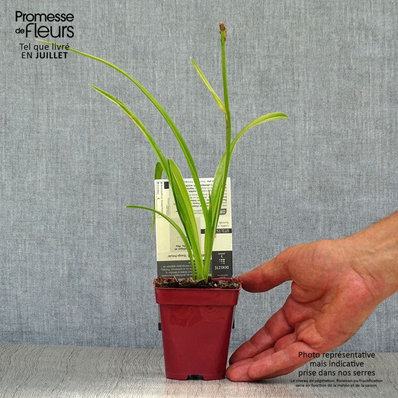 Spécimen de Hémérocalle Orange Prelude - Lis d'un jour orange vif Godet de 8/9 cm tel que livré en été