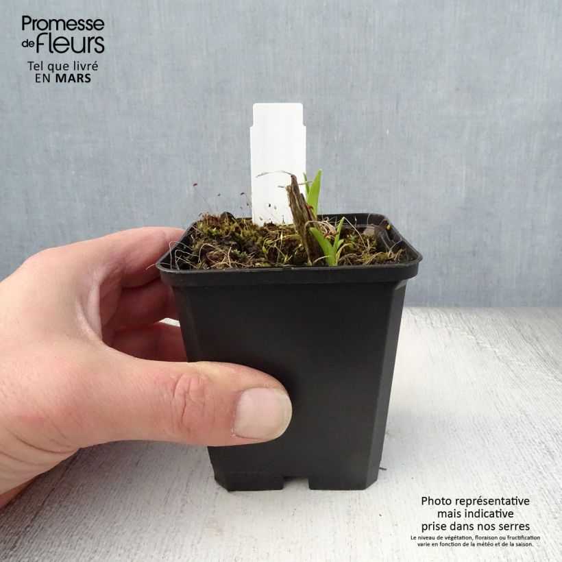Spécimen de Hémérocalle Pandora s Box en godet de 8/9cm tel que livré au printemps