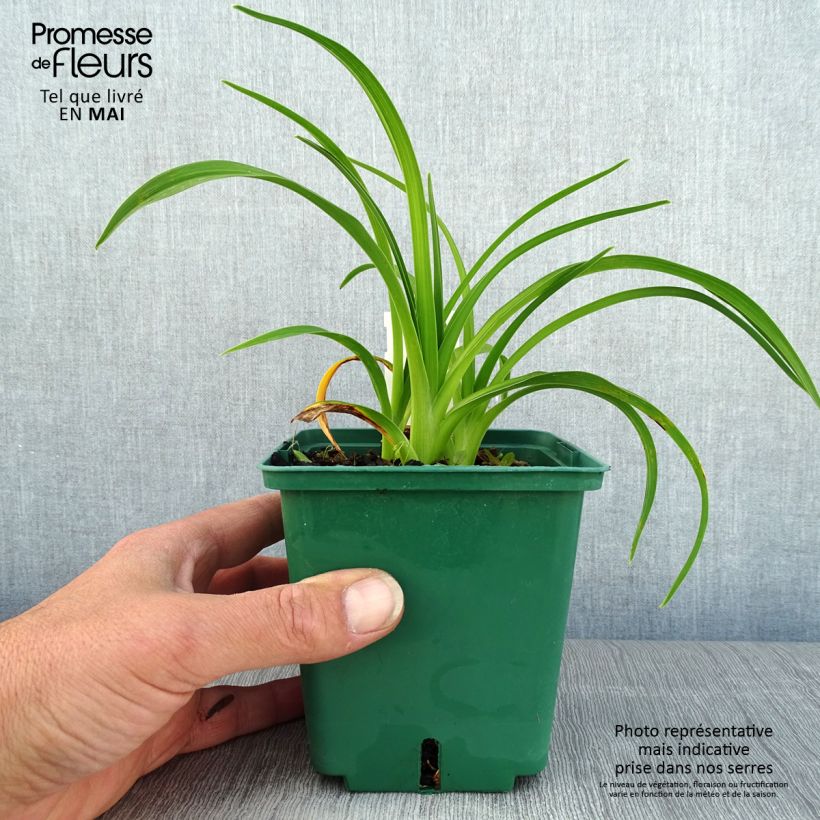 Spécimen de Hémérocalle Pandora s Box en pot de 1L/1.5L tel que livré au printemps