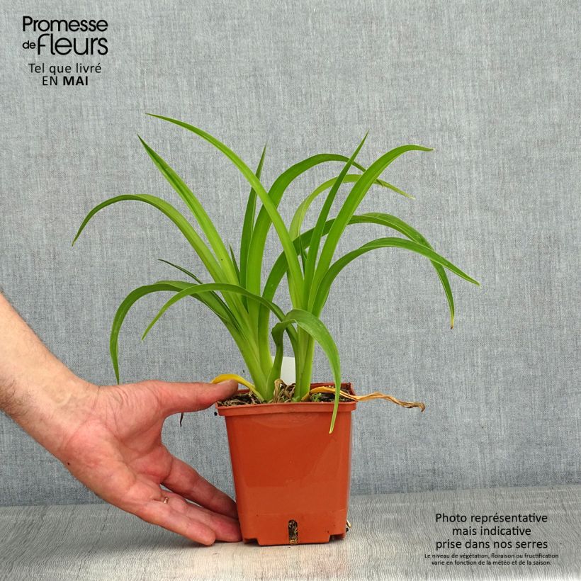Spécimen de Hémérocalle Piano Man - Lis d'un jour Pot de 1.3L tel que livré au printemps