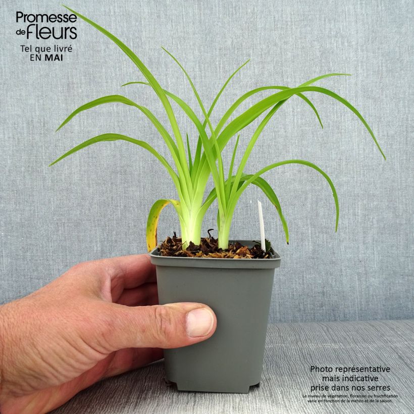 Spécimen de Hémérocalle Prairie Blue Eyes - Lis d'un jour rose lavande à oeil mauve-bleuté. Pot de 1L/1,5L tel que livré au printemps