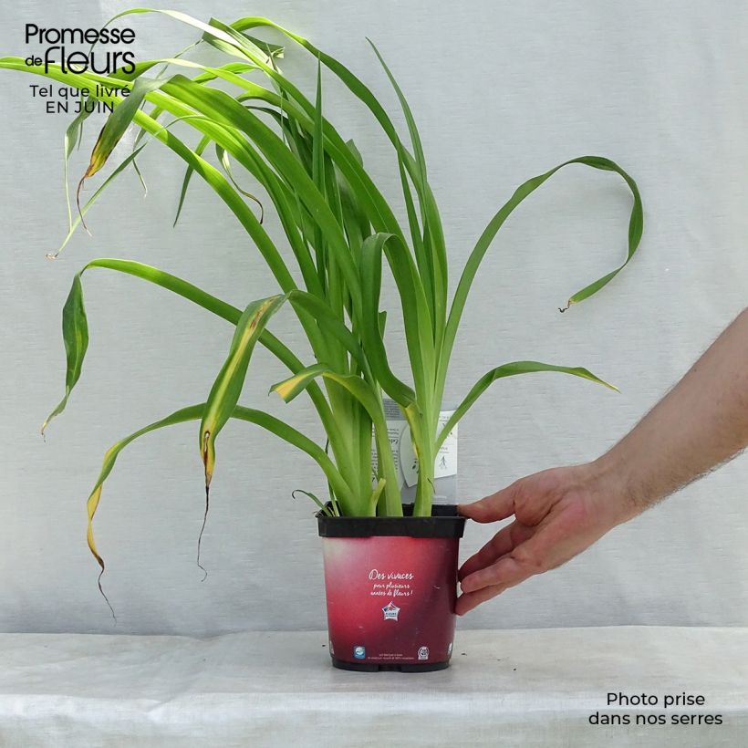 Spécimen de Hémérocalle Red Rum - Lis d'un jour rouge cerise clair. Pot de 2L/3L tel que livré en été