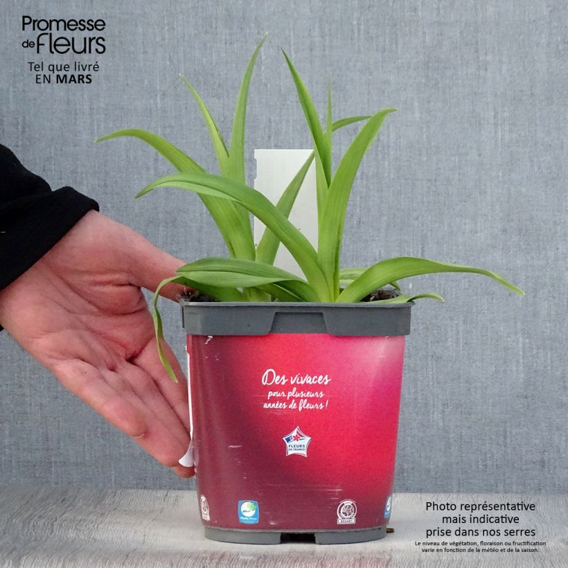 Spécimen de Hémérocalle Red Rum - Lis d'un jour rouge cerise clair. Pot de 2L/3L tel que livré au printemps