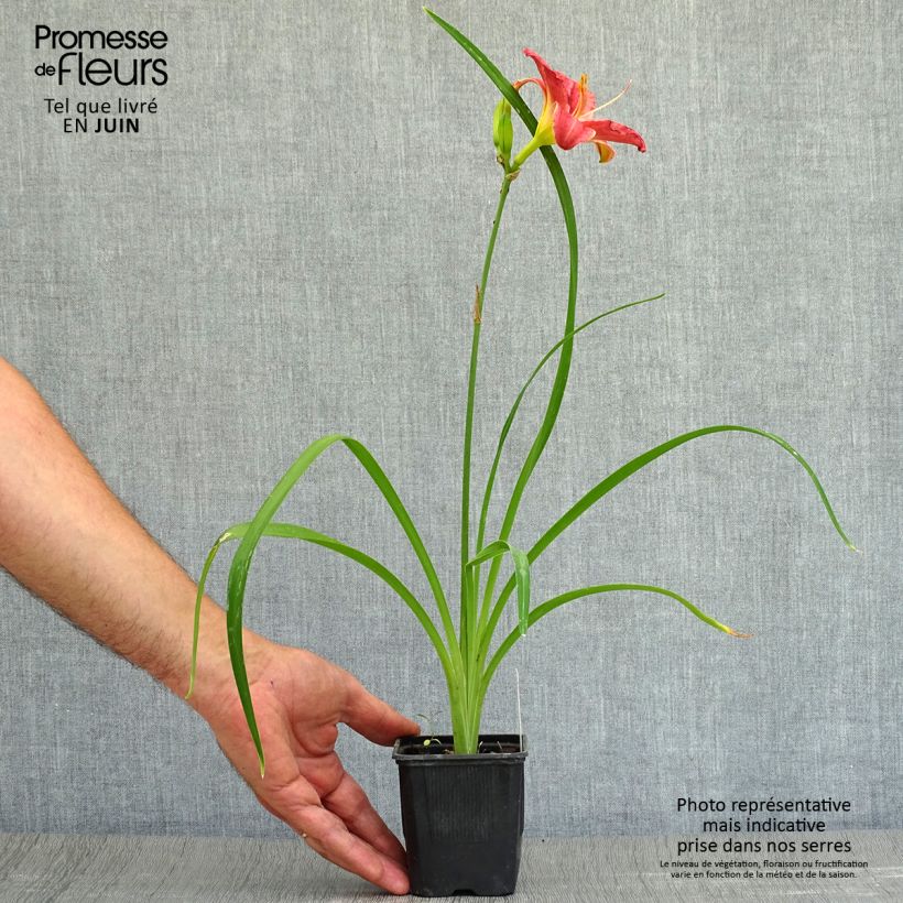 Spécimen de Hémérocalle Rosy Returns - Lis d'un jour vieux rose doux à oeil rose soutenu, gorge jaune. Godet de 8/9 cm tel que livré en été