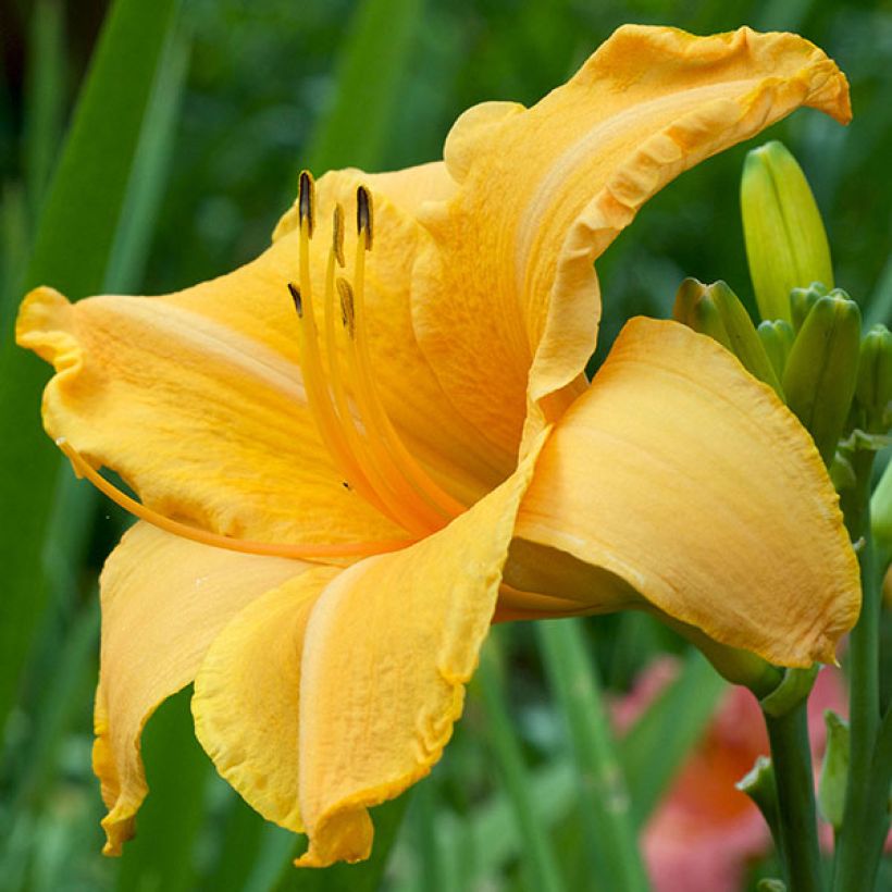 Hémérocalle Ruffled Apricot - Lis d'un jour abricot (Floraison)