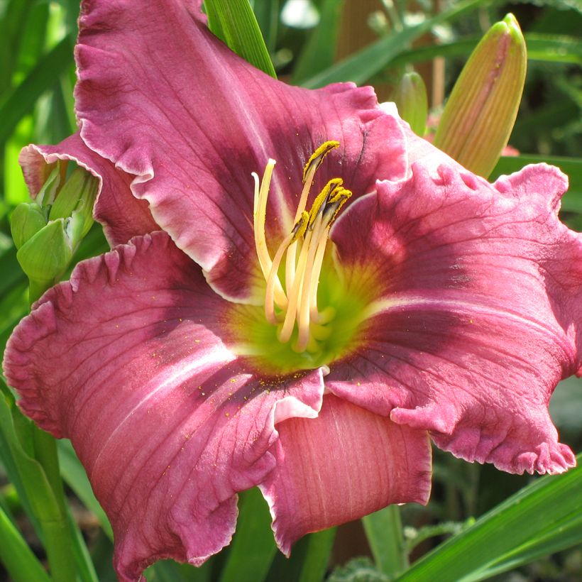 Hémérocalle Russian Ragtime (Floraison)