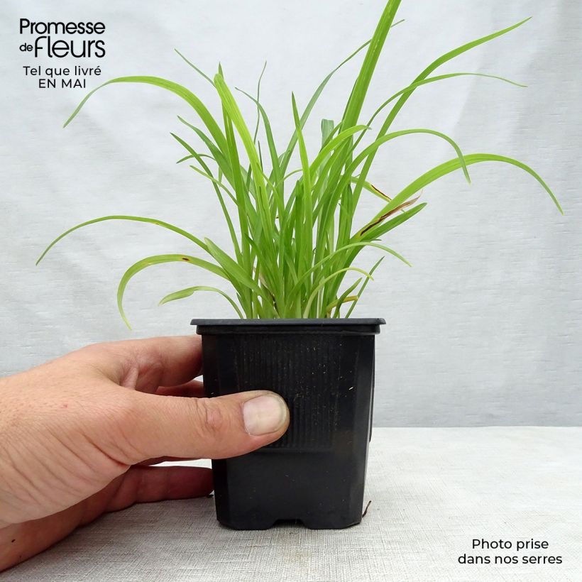 Spécimen de Hémérocalle Sammy Russel - Lis d'un jour Godet de 9cm tel que livré au printemps