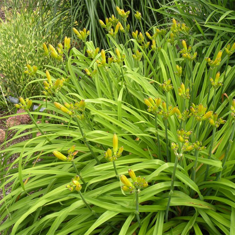 Hémérocalle Shooting Star - Lis d'un jour jaune clair à reflets verts. (Port)