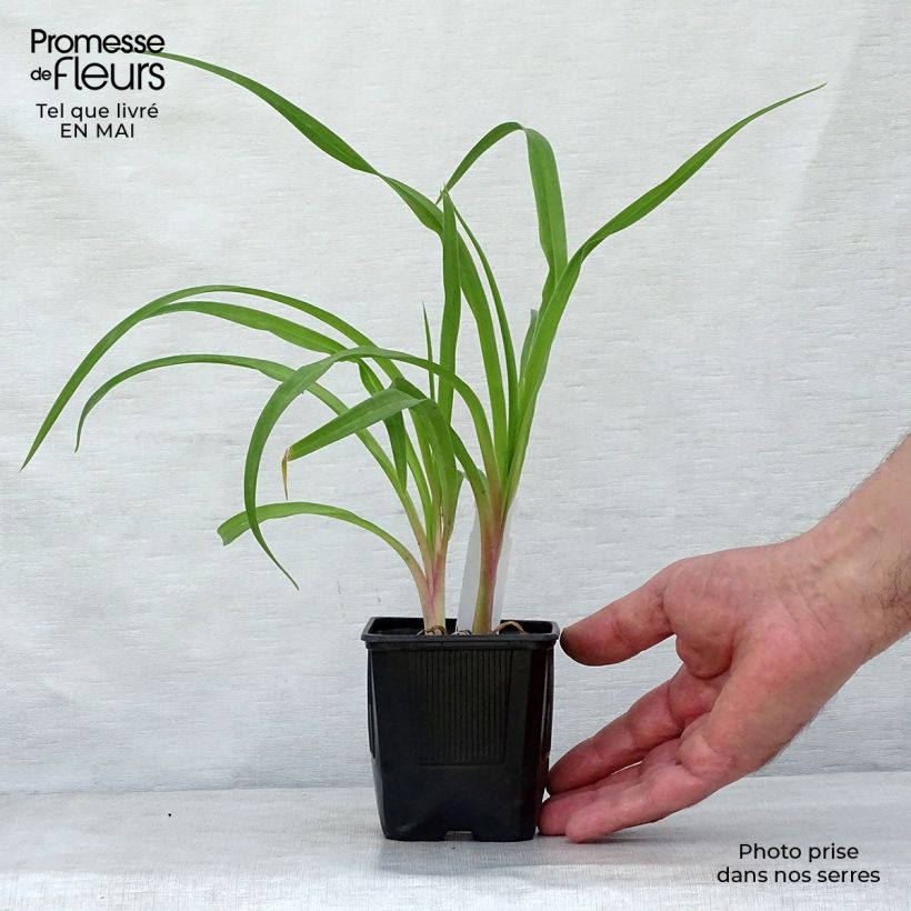 Spécimen de Hémérocalle Shooting Star - Lis d'un jour jaune clair à reflets verts. Godet de 9cm tel que livré au printemps
