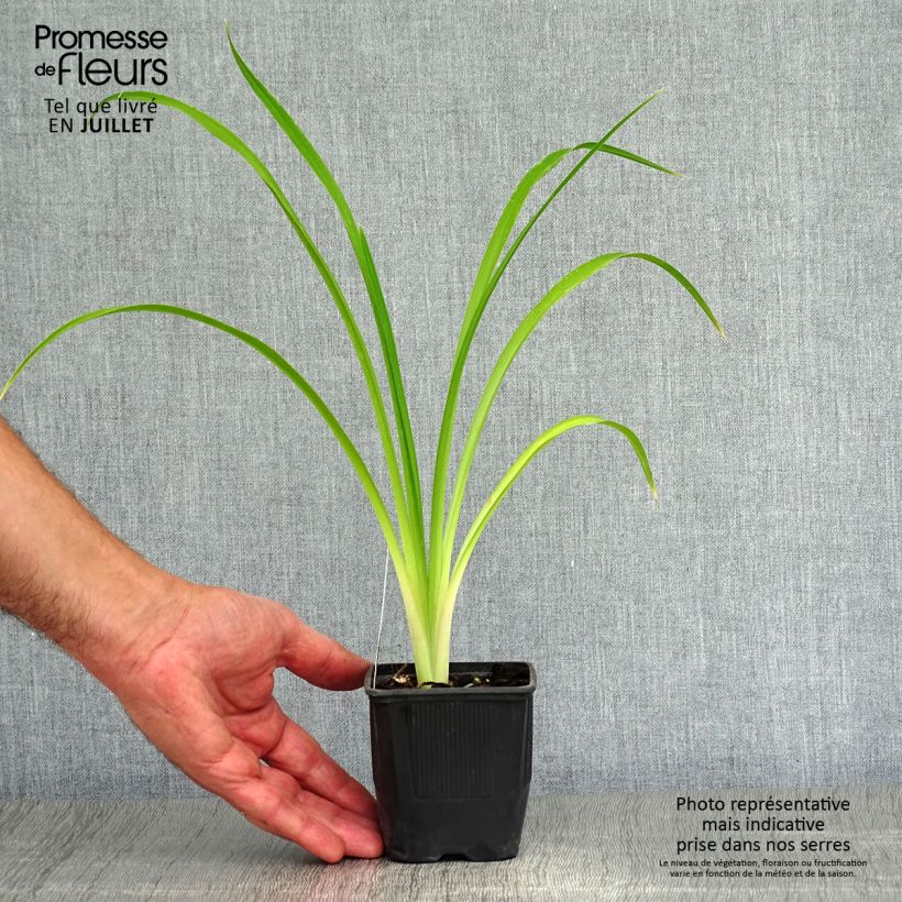 Spécimen de Hémérocalle Shooting Star - Lis d'un jour jaune clair à reflets verts. Godet de 8/9 cm tel que livré en été