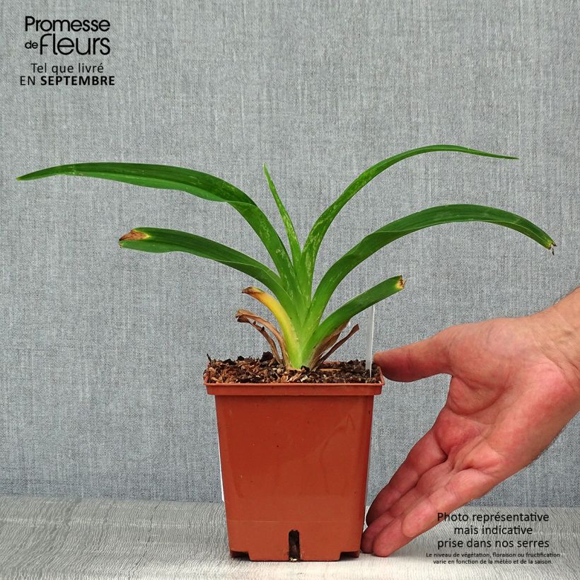 Spécimen de Hémérocalle Siloam Virginia Henson Pot de 1L/1,5L tel que livré en été