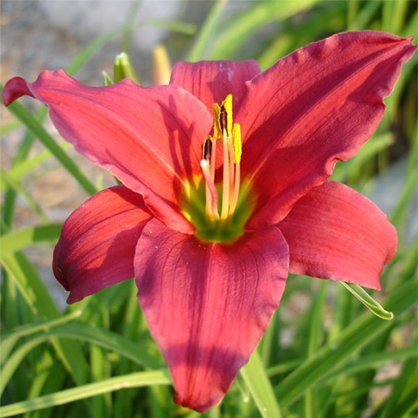 Hémérocalle Skiatook Cardinal - Lis d'un jour rouge vif et jaune. (Floraison)