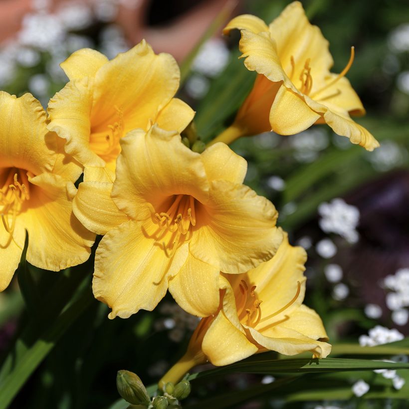 Hémérocalle Stella de Oro - Lis d'un Jour jaune (Floraison)