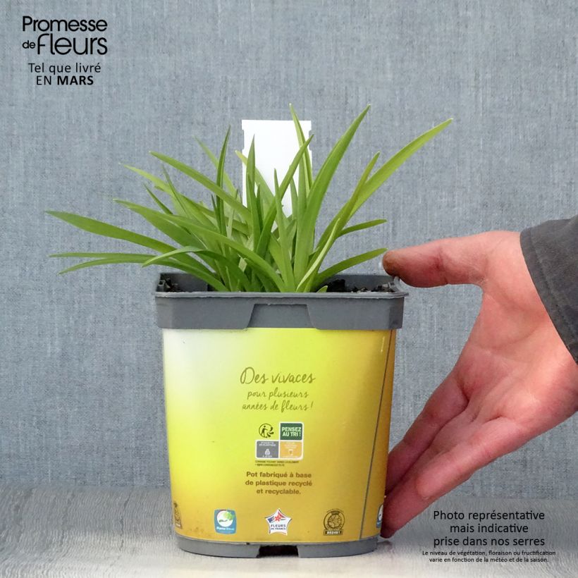 Spécimen de Hémérocalle Stella de Oro - Lis d'un Jour jaune en pot de 2/3 litres tel que livré au printemps