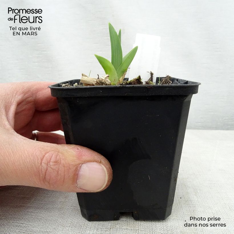 Spécimen de Hémérocalle Strawberry Candy - Lis d'un jour Godet de 9cm tel que livré au printemps