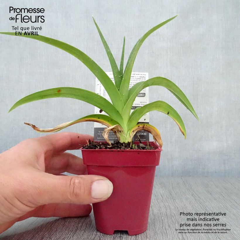 Spécimen de Hémérocalle Strawberry Swirl - Lis d'un jour Godet de 9cm tel que livré au printemps