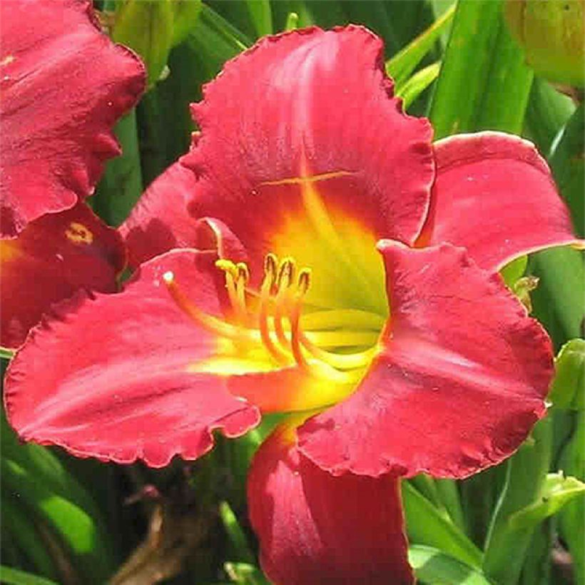 Hémérocalle Study in Scarlet - Lis d'un jour rouge sang (Floraison)