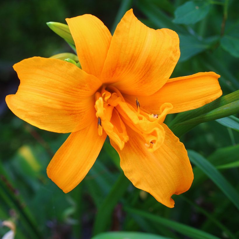 Hémérocalle Three Tears - Lis d'un jour orangé à coeur brun. (Floraison)