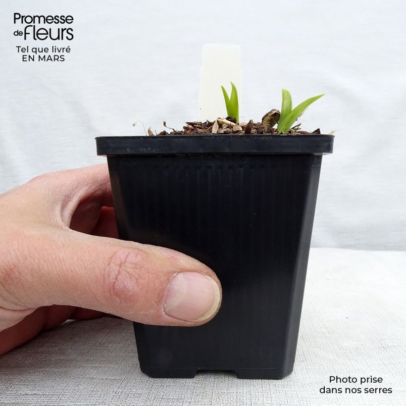 Spécimen de Hémérocalle citrina - Lis d'un Jour Godet de 9cm tel que livré au printemps