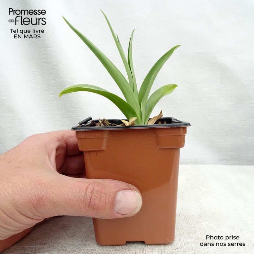 Spécimen de Hémérocalle comestible BIO - Hemerocallis 'Buttercup' - Lis d'un jour Godet de 8 cm tel que livré au printemps