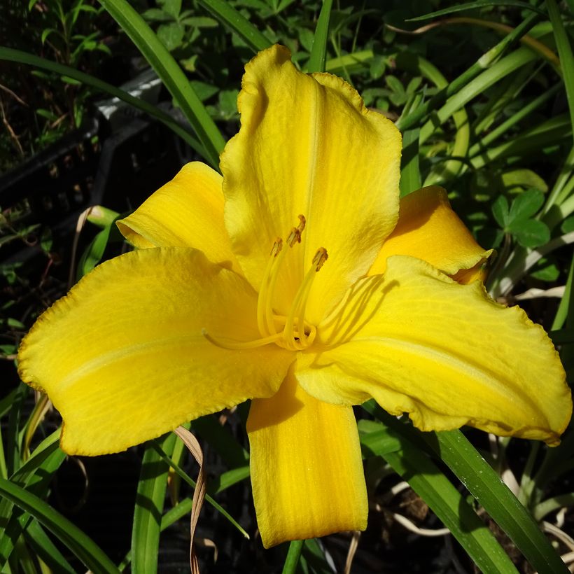 Hémérocalle comestible BIO - Hemerocallis 'Buttercup' - Lis d'un jour (Floraison)