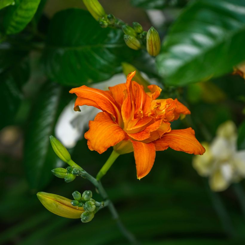 Hémérocalle fulva Flore Pleno - Lis d'un jour (Floraison)