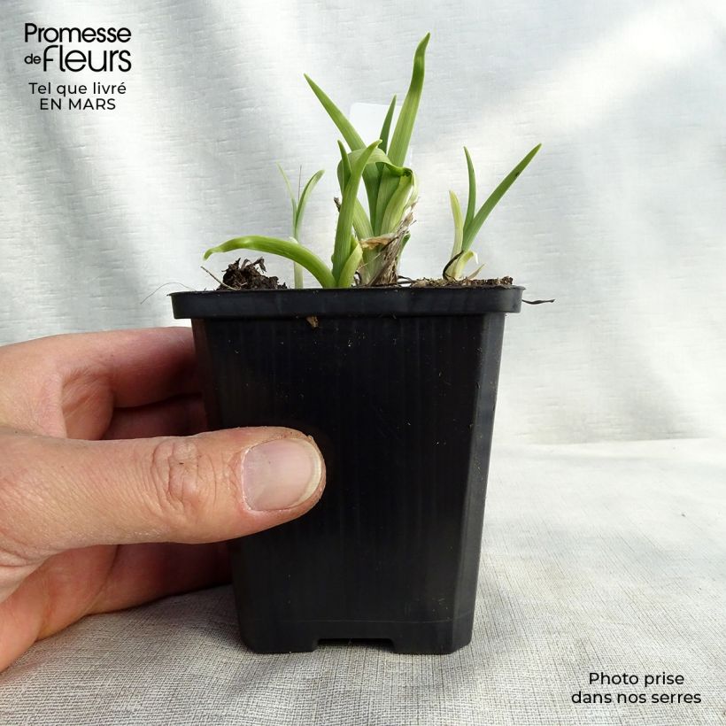 Spécimen de Hémérocalle lilioasphodelus - Lis d'un Jour Godet de 9cm tel que livré au printemps