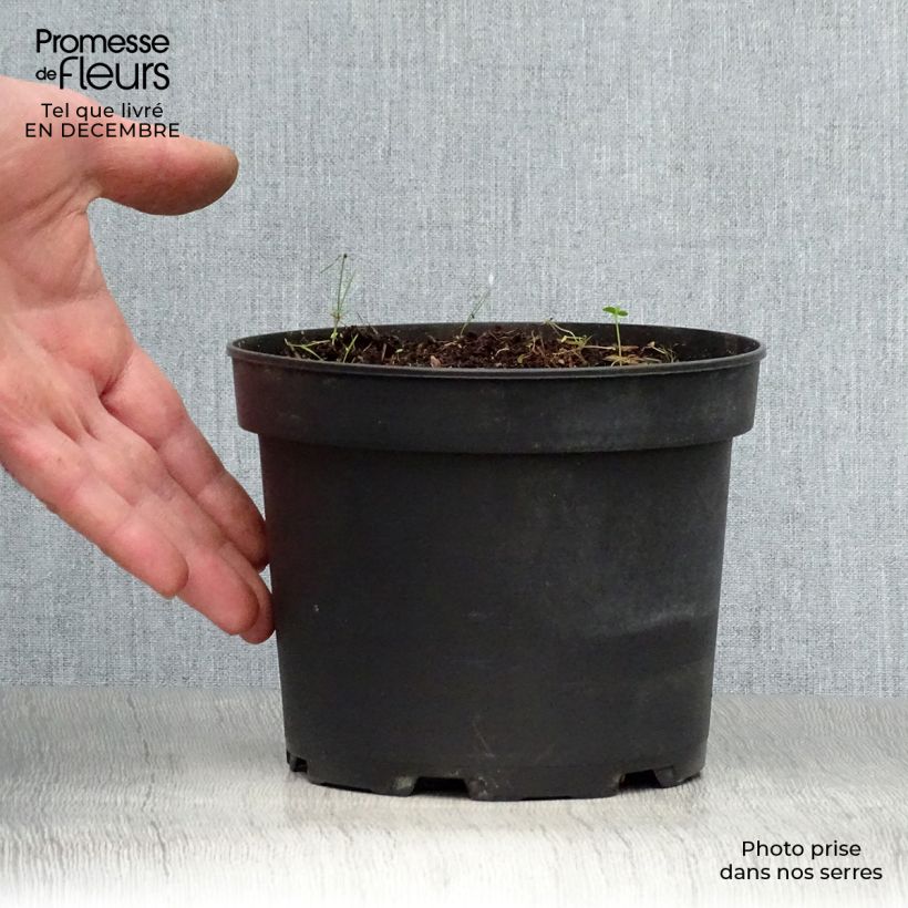 Spécimen de Hémérocalle middendorffii - Lis d'un jour orange Pot de 2L/3L tel que livré en hiver