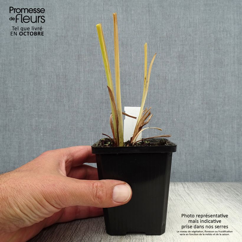 Spécimen de Hémérocalle middendorffii - Lis d'un jour orange Godet de 8/9 cm tel que livré en automne