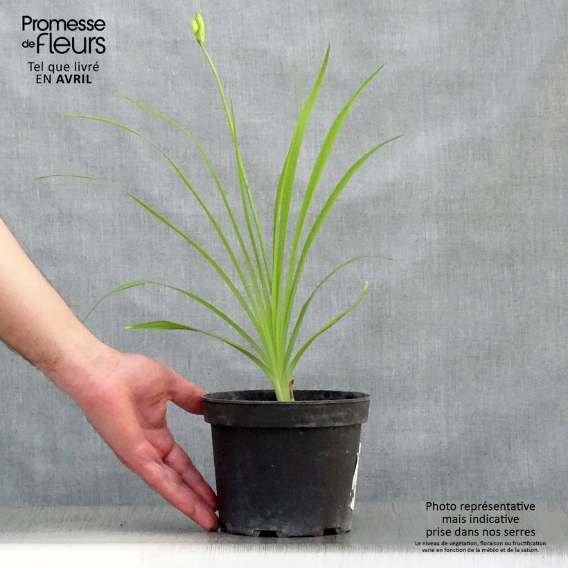 Spécimen de Hémérocalle middendorffii - Lis d'un jour orange en pot de 2/3 L tel que livré au printemps