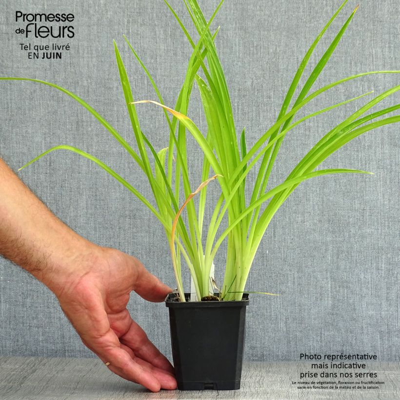 Spécimen de Hémérocalle ou hemerocallis Gentle Shepherd Godet de 8/9 cm tel que livré en été
