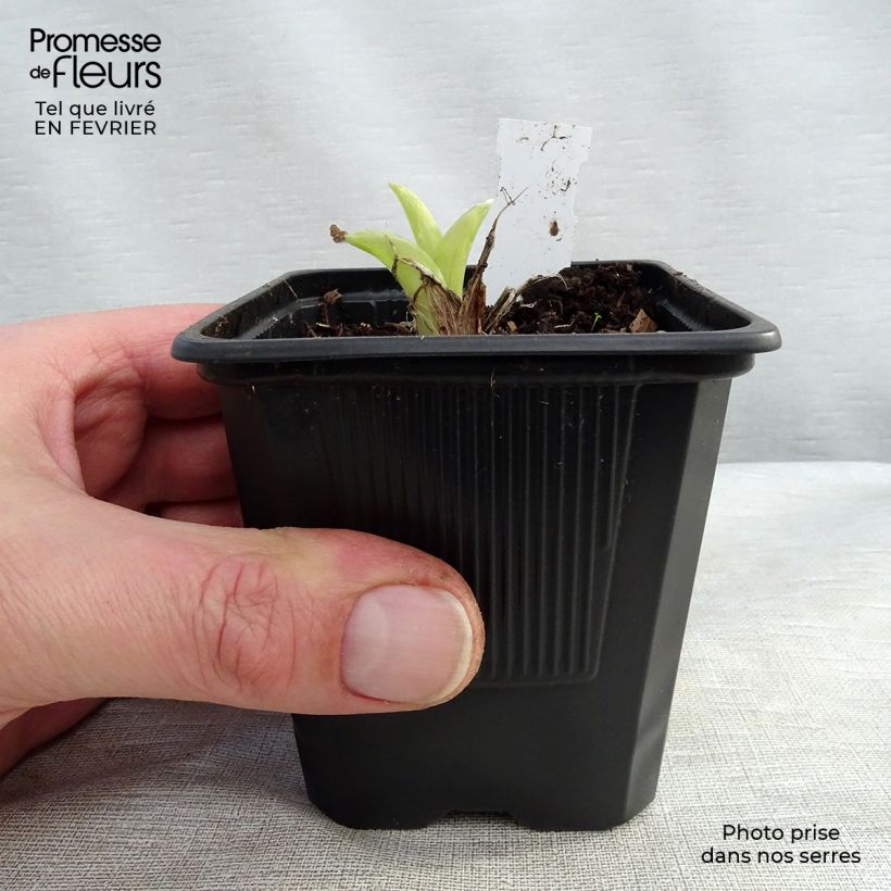 Spécimen de Hémérocalle ou hemerocallis Patricia Jojo Godet de 8/9 cm tel que livré en hiver