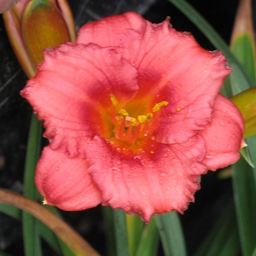 Hémérocalle Cosmopolitan - Lis d'un jour (Floraison)