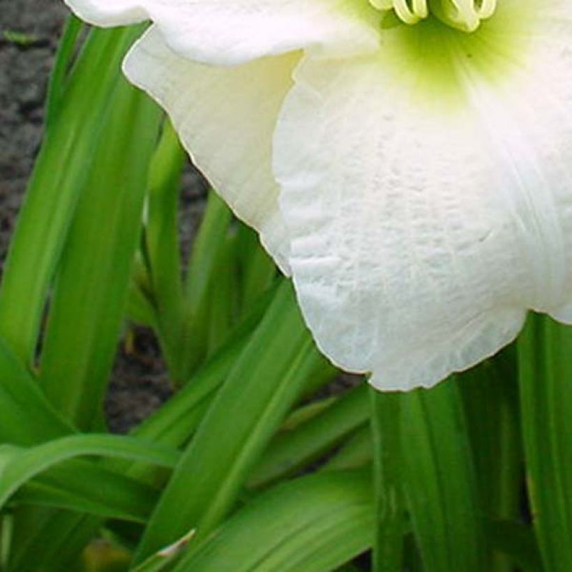 Hémérocalle ou hemerocallis Gentle Shepherd (Feuillage)