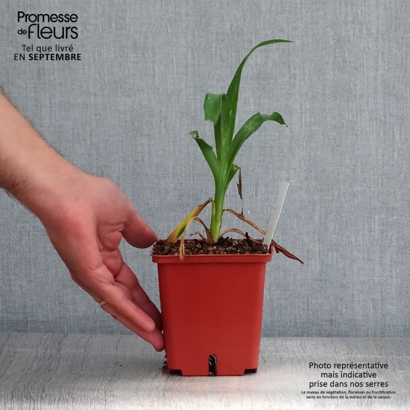 Spécimen de Hémérocalle Rose Corsage Pot de 1L/1,5L tel que livré en automne