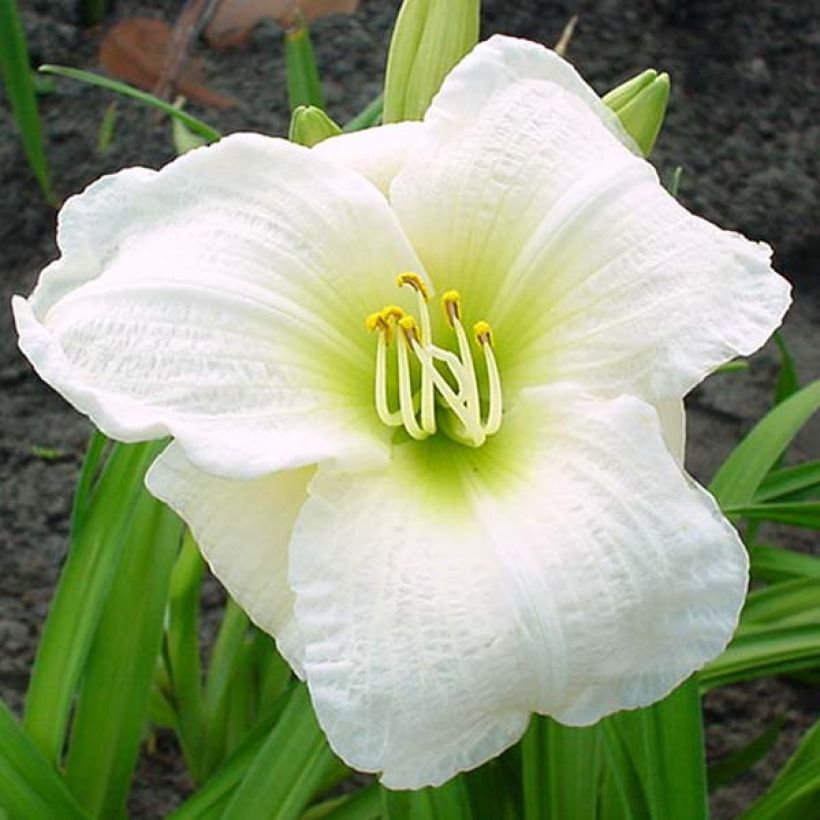 Hémérocalle ou hemerocallis Gentle Shepherd (Floraison)