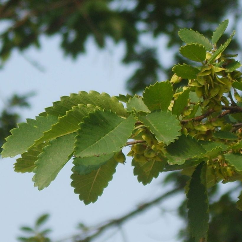 Hemiptelea davidii - Orme chinois épineux (Feuillage)