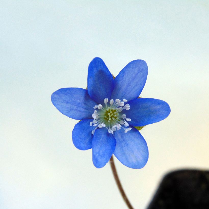 Hepatica nobilis - Anémone Hépatique (Floraison)