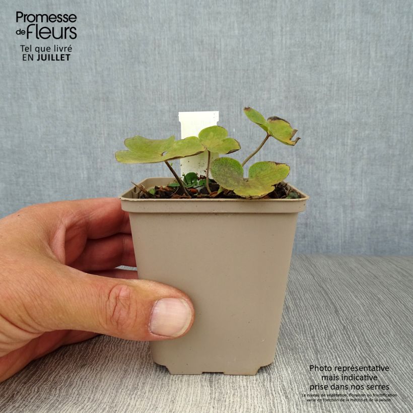Spécimen de Hepatica nobilis - Anémone Hépatique Godet de 8/9 cm tel que livré en été